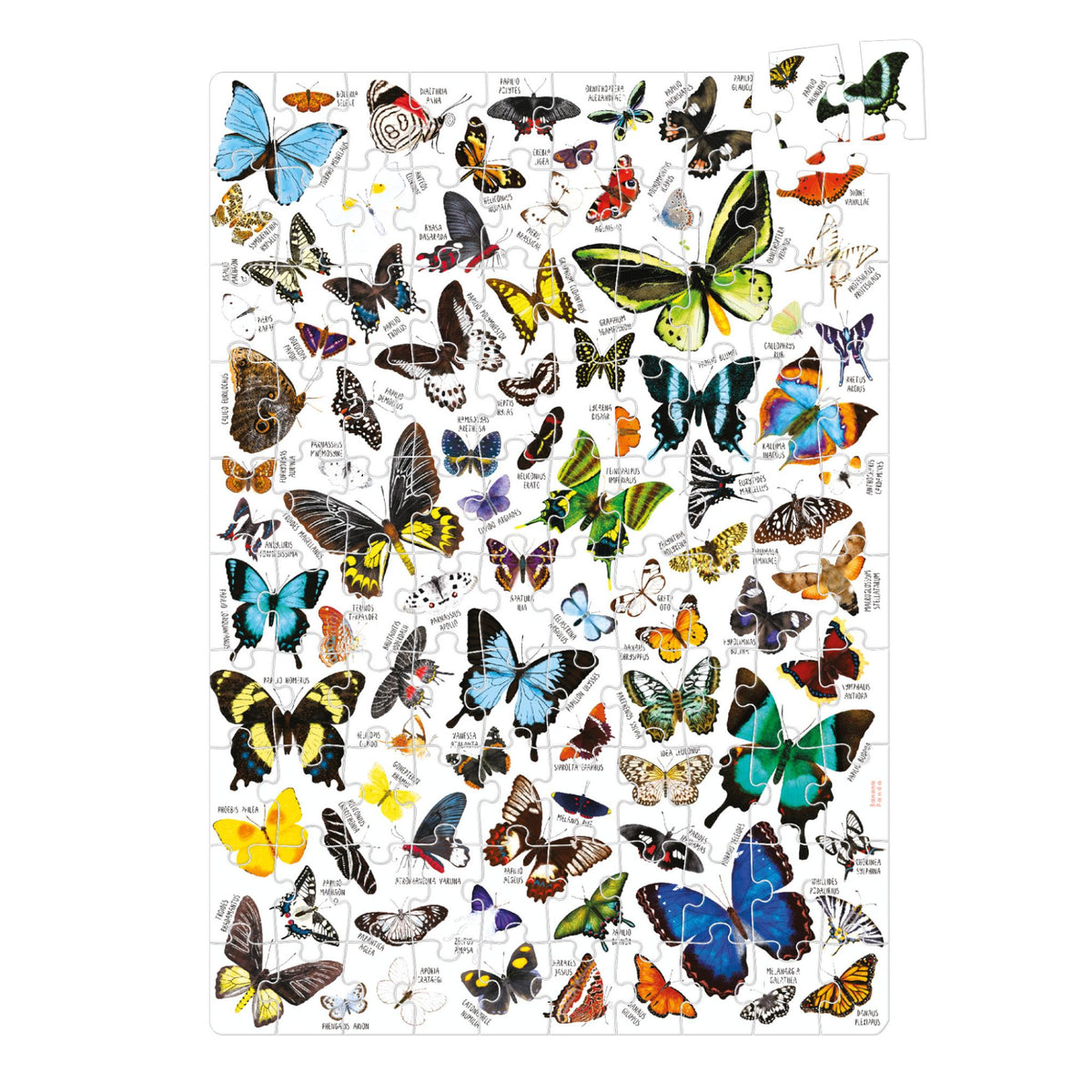 Banana Panda Puzzlove Butterflies
