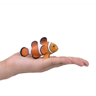 Mojo Clown Fish