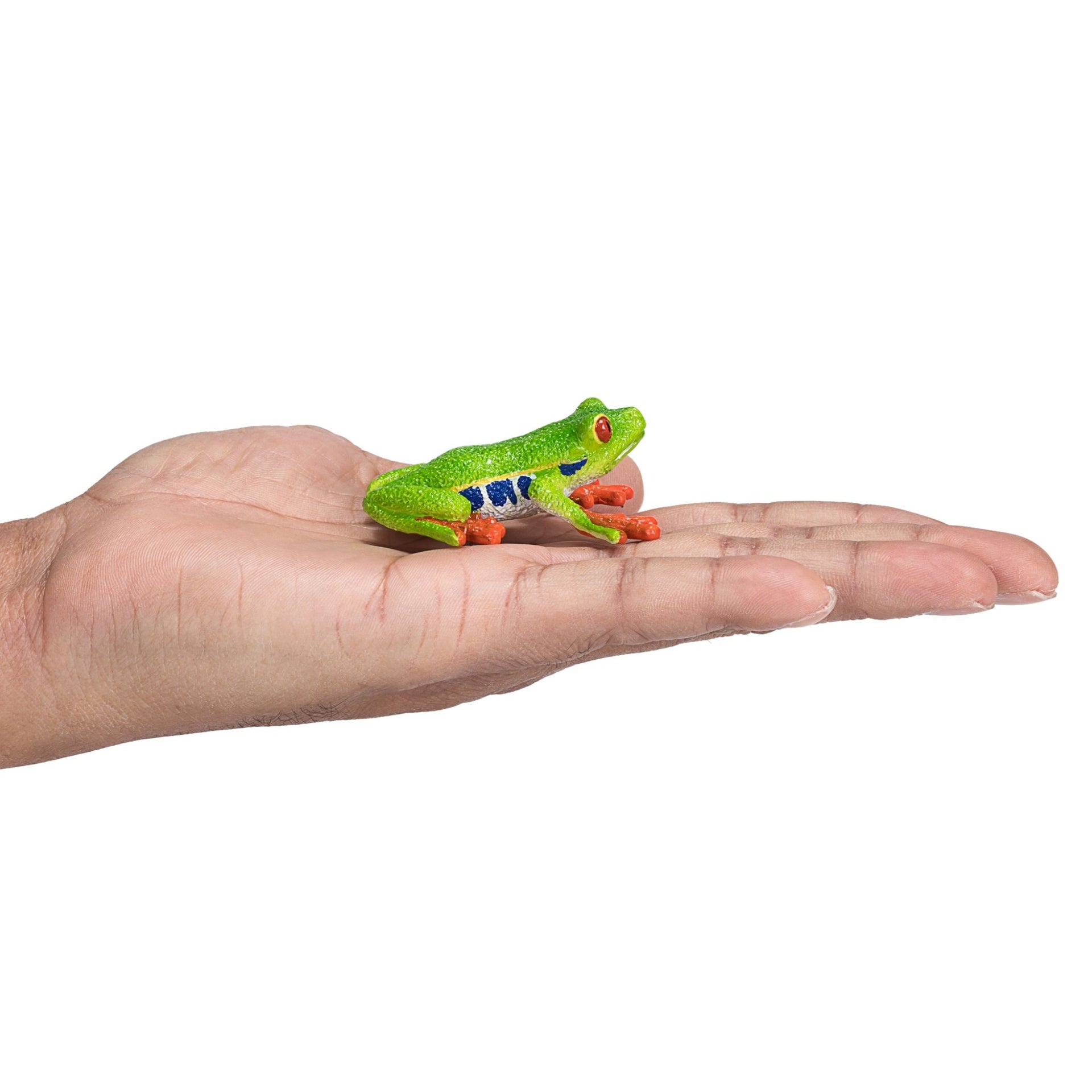 Mojo Red Eyed Tree Frog