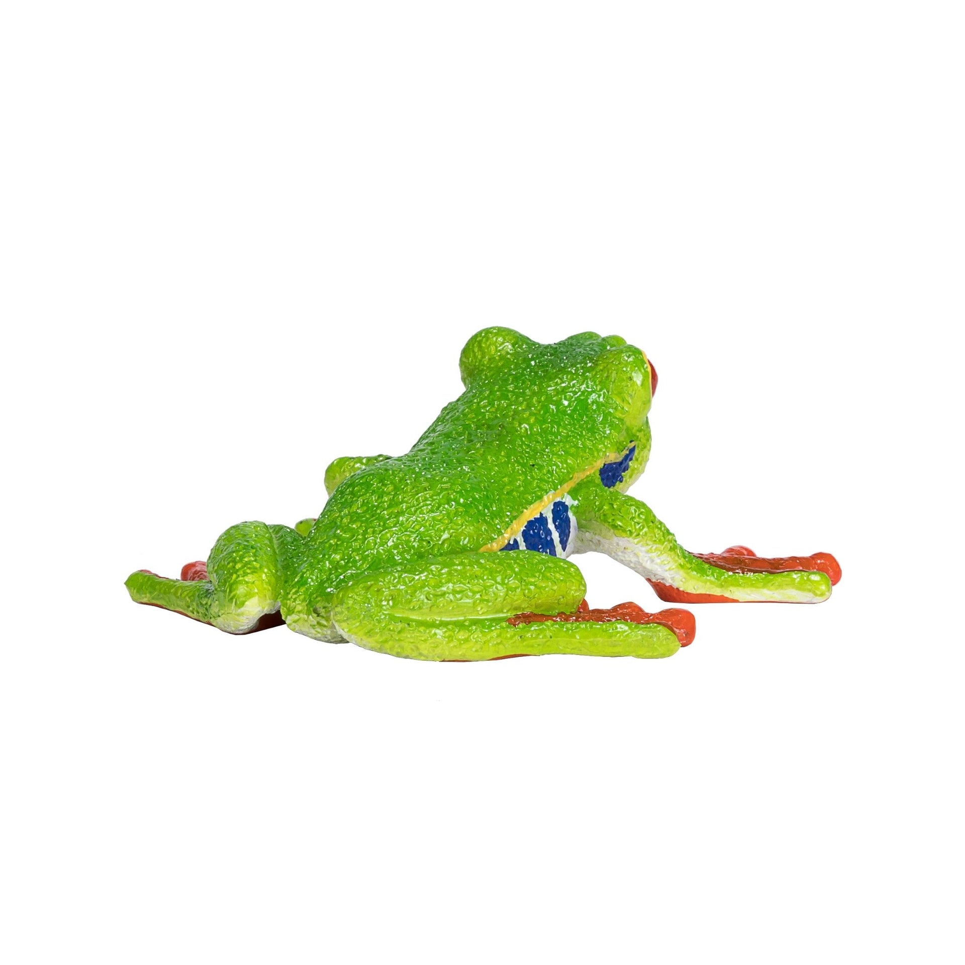 Mojo Red Eyed Tree Frog