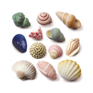 Yellow Door Sensory Play Stones - Seashells